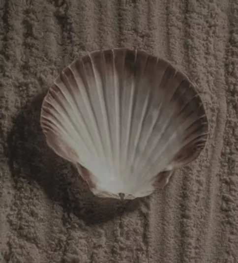Scallop seashell on rippled sand